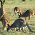 Annual Service Kangaroo