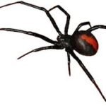 Annual Service Redback Spider