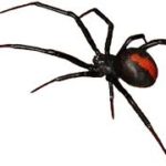 Annual Service Redback Spider 