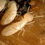 termite control central coast
