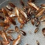 German Cockroach's